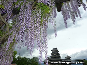 Wisteria around Japanese Castle