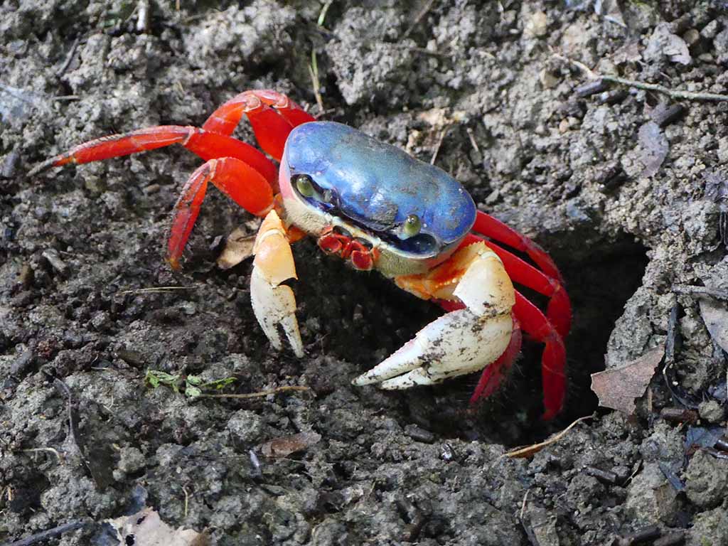 Colourful Crabs