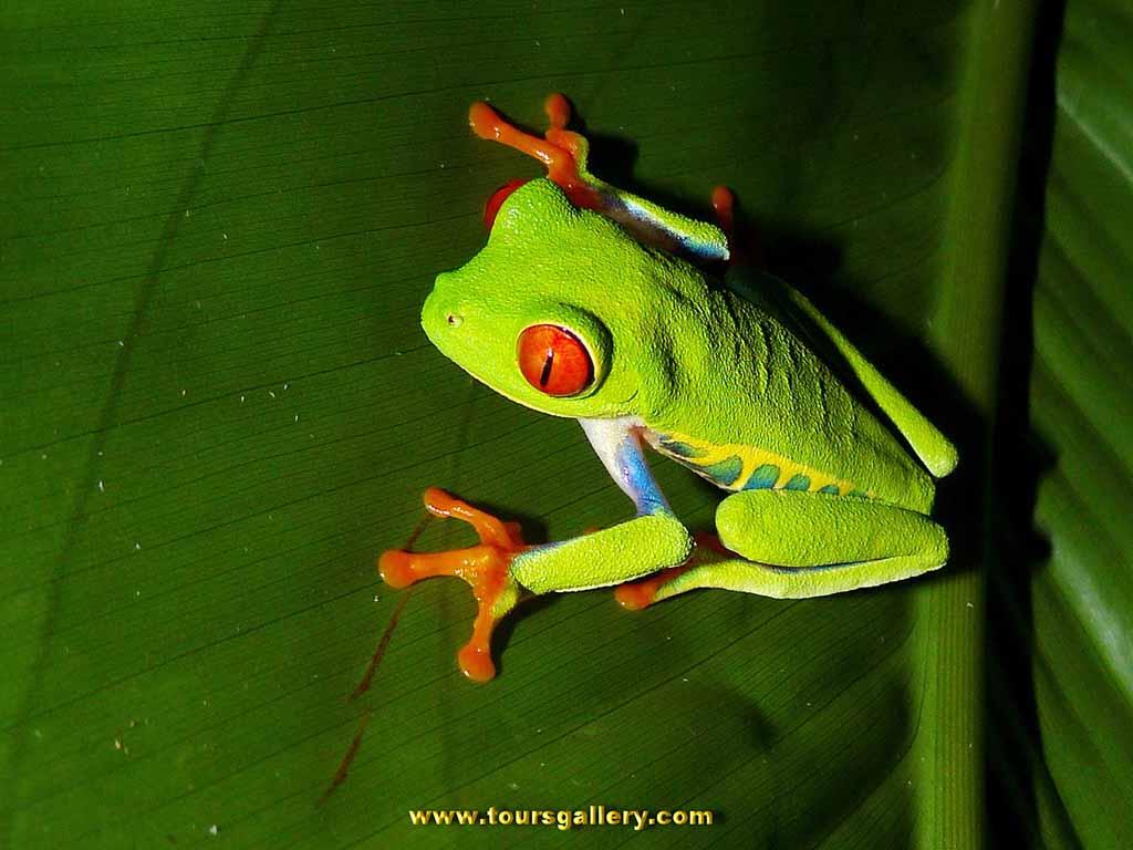 Costa Rican frog