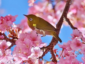 Birdwatching Cherry Blossom