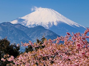 Mt Fuji in Spring