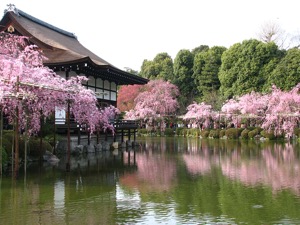 Japanese Cherry Blossom Garden