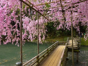 Pink Cherry Blossoms in Japan