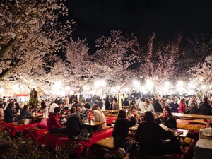 Japanese Spring Night Party