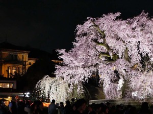 Illuminated Cherry Blossom