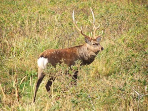 Shiretoko Deer