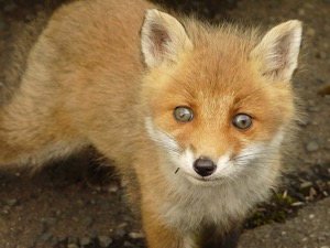 Japanese Fox Cub