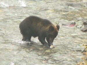 Hokkaido Bear Fishing